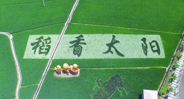 浙江臨安高標準農田 浙江臨安高標準農田